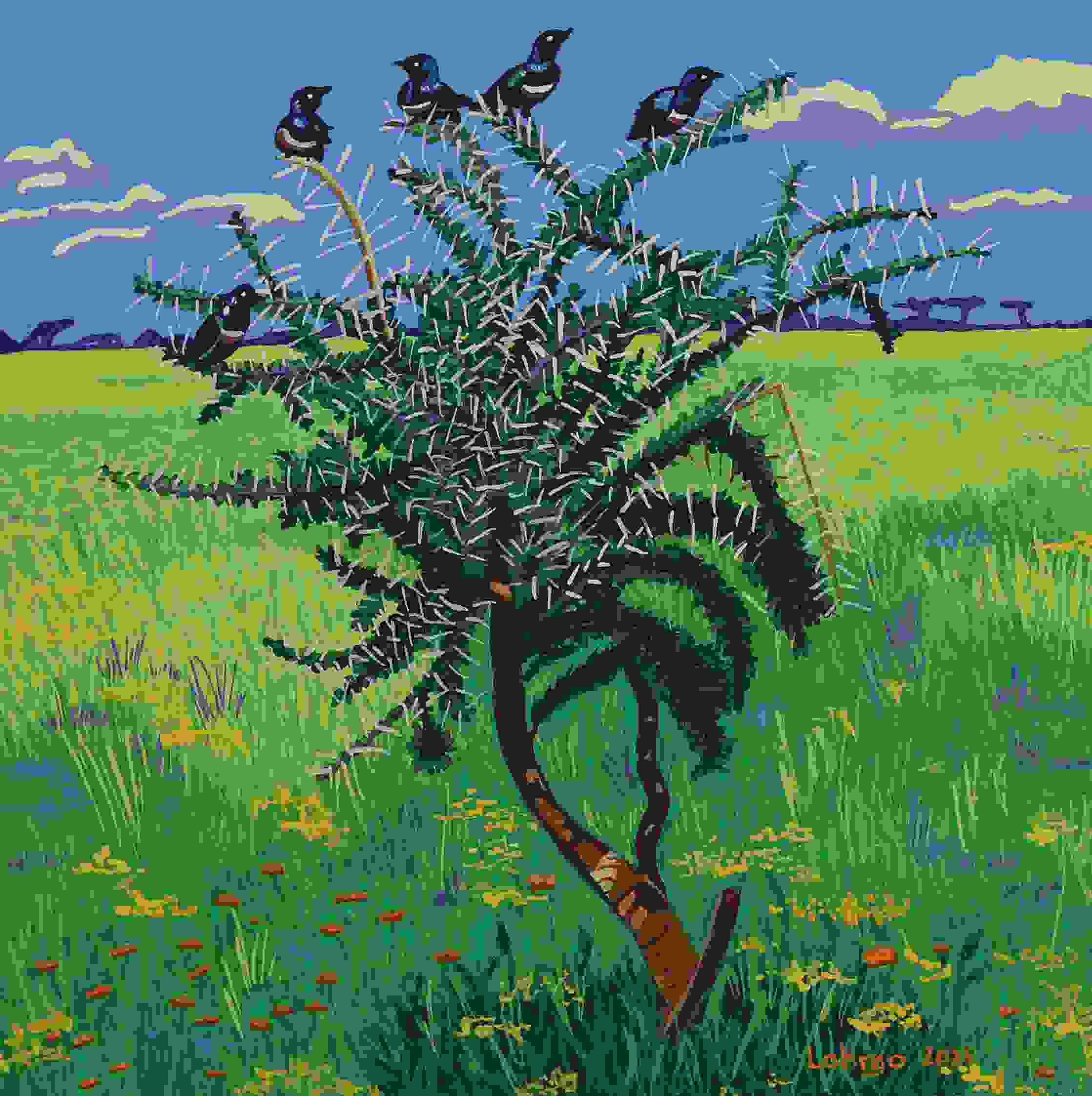 Whistling Acacia Thorn Tree